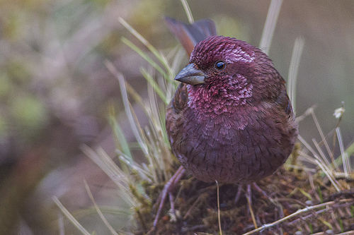 Dark-rumped rosefinch